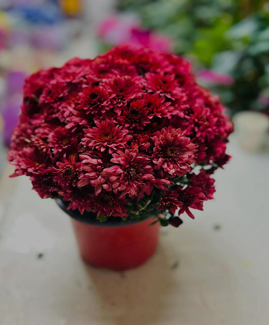 Kırmızı Kasımpatı