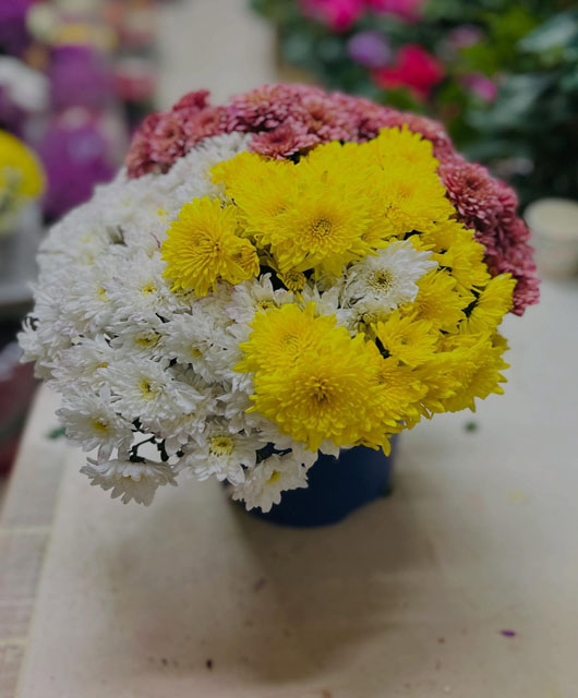 Sarı Beyaz Bordo Kasımpatı